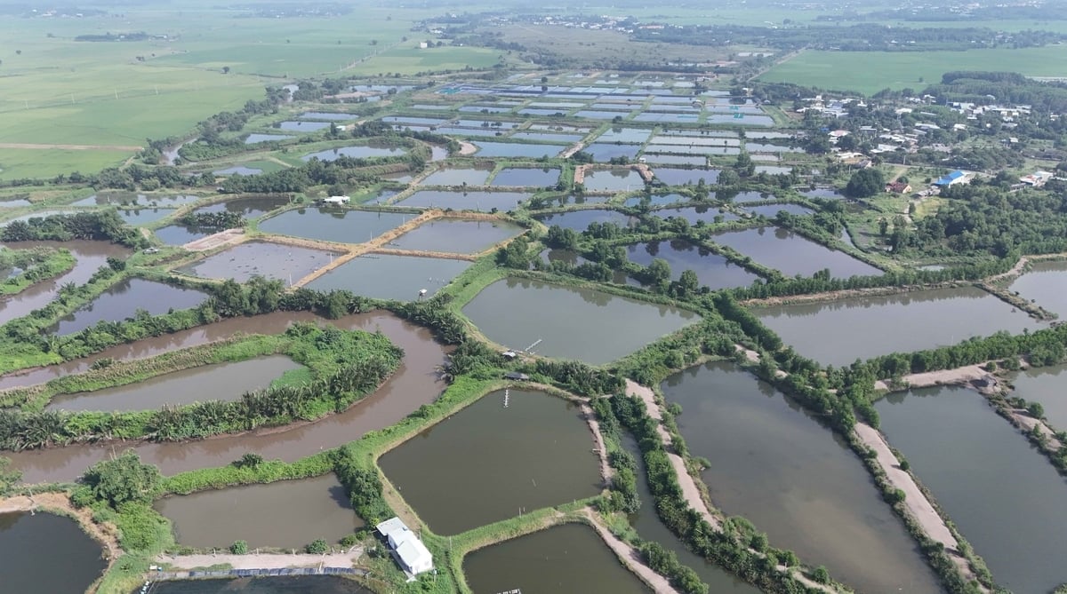 Những ao tôm từng giúp người dân ấp Phước Thuận trước đây có của ăn, của để thì giờ đây bị bỏ hoang, bùn lắng đọng hoặc chuyển sang nuôi các loại cá nước ngọt. Ảnh: Lê Bình. Những ao tôm từng giúp người dân ấp Phước Thuận trước đây có của ăn, của để thì giờ đây bị bỏ hoang, bùn lắng đọng hoặc chuyển sang nuôi các loại cá nước ngọt. Ảnh: Lê Bình.