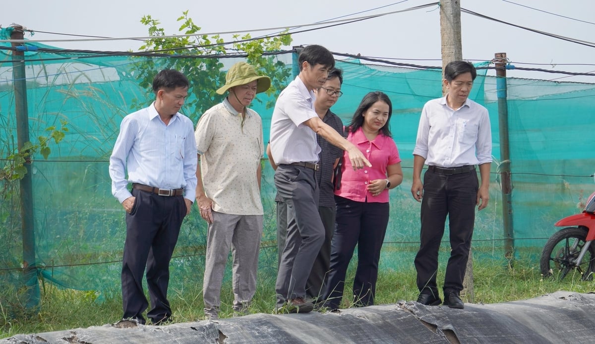 Chi cục Thủy sản và Kiểm ngư TP.HCM kiểm tra, khảo sát vùng nuôi thủy sản tại hộ ông Nguyễn Đăng Nhân (đội mũ). Ảnh: Lê Bình. Chi cục Thủy sản và Kiểm ngư TP.HCM kiểm tra, khảo sát vùng nuôi thủy sản tại hộ ông Nguyễn Đăng Nhân (đội mũ). Ảnh: Lê Bình.