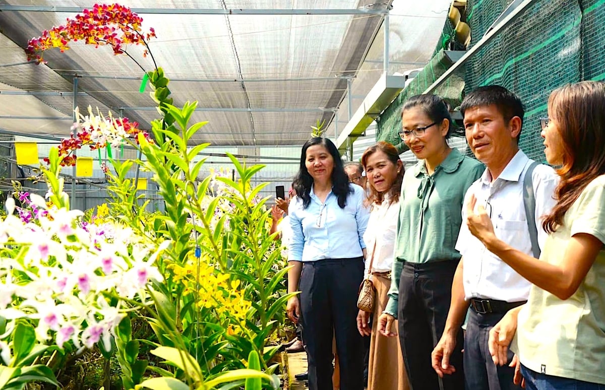 Từ lâu, vườn lan Huyền Thoại là điểm đến tham quan, học tập của nhiều cơ quan, hội nhóm, khách du lịch, trong đó có nhiều khách nước ngoài. Ảnh: HTX Huyền Thoại.