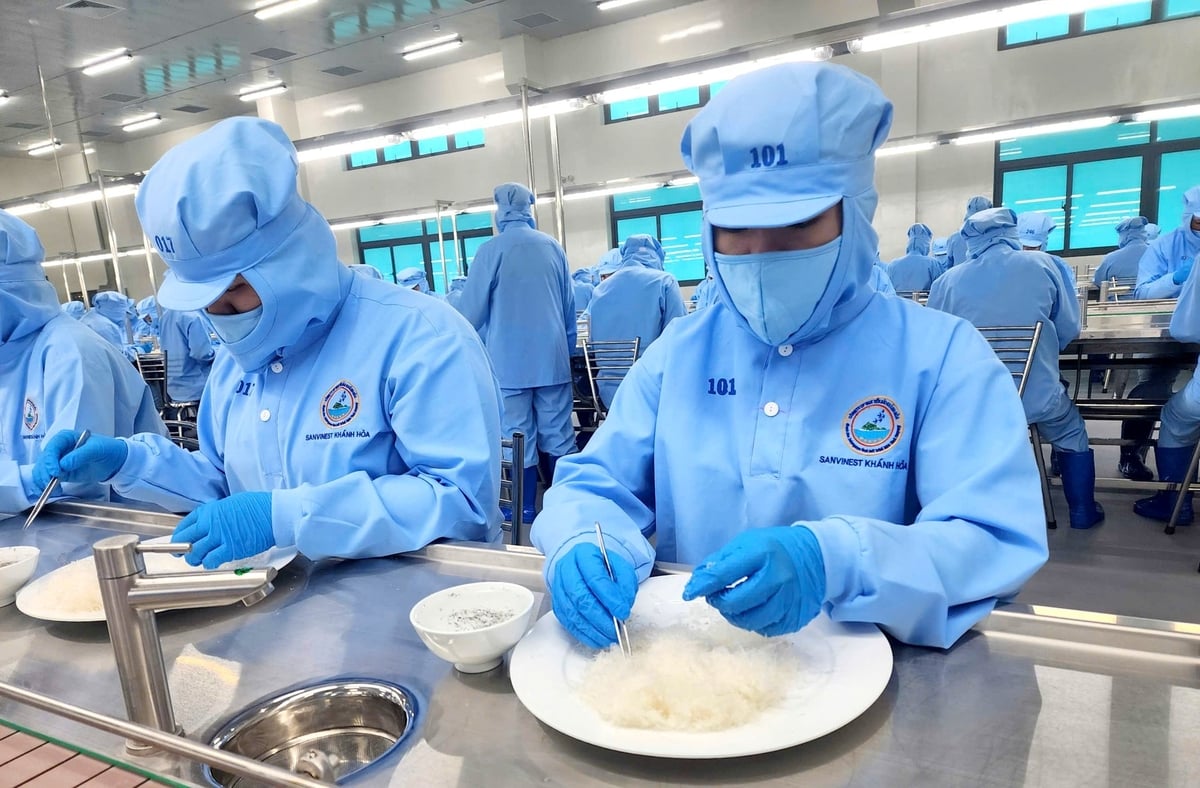 Chế biến yến sào tại Công ty Yến sào Khánh Hòa. Ảnh: KS.