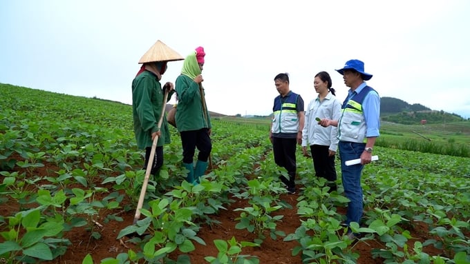Tổ khuyến nông cộng đồng không chỉ truyền đạt kỹ thuật mà còn trực tiếp 'cầm tay chỉ việc' trong tổ chức sản xuất theo chuỗi. Ảnh: Tùng Đinh.