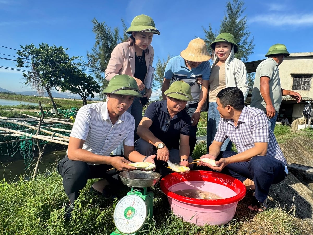 Nhiều mô hình nuôi cá chim vây vàng tại Hà Tĩnh cho kết quả rất khả quan. Ảnh: Ánh Nguyệt.