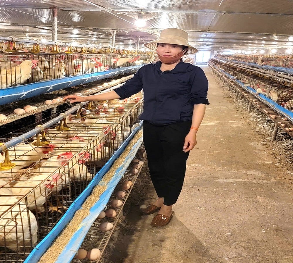 Chị Nguyễn Hòa Thuận đang kiểm tra chất lượng trứng tại trại gà khép kín, thôn Vĩnh Hạ. Ảnh: Nguyễn Trường.