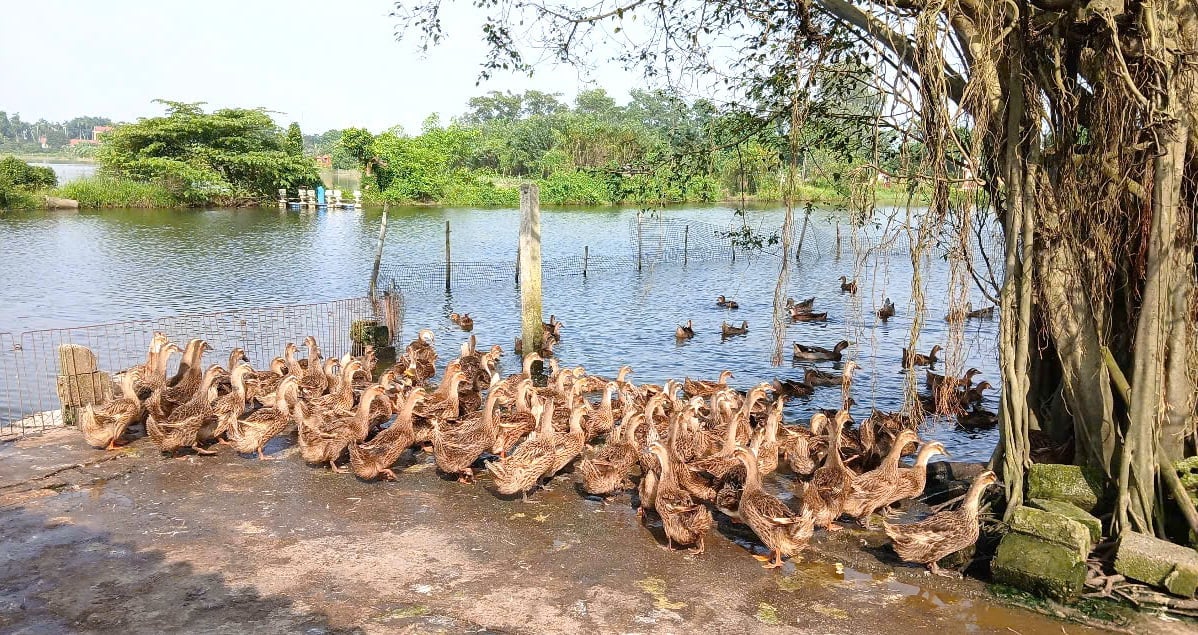 Từ vài trăm con vịt nuôi thử ban đầu, chỉ sau hai, ba năm, quy mô trang trại của anh Phạm Khả Đức đã tăng nhanh, đạt 10.000 con vịt. Ảnh: Trường Giang.