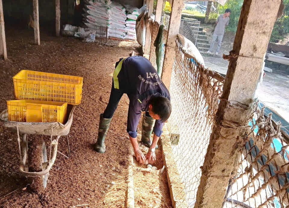 Anh Đức tính toán, một mô hình đầu tư quy mô 5-7 tỷ đồng có thể đem lại lợi nhuận 1 tỷ đồng mỗi năm. Ảnh: Trường Giang.
