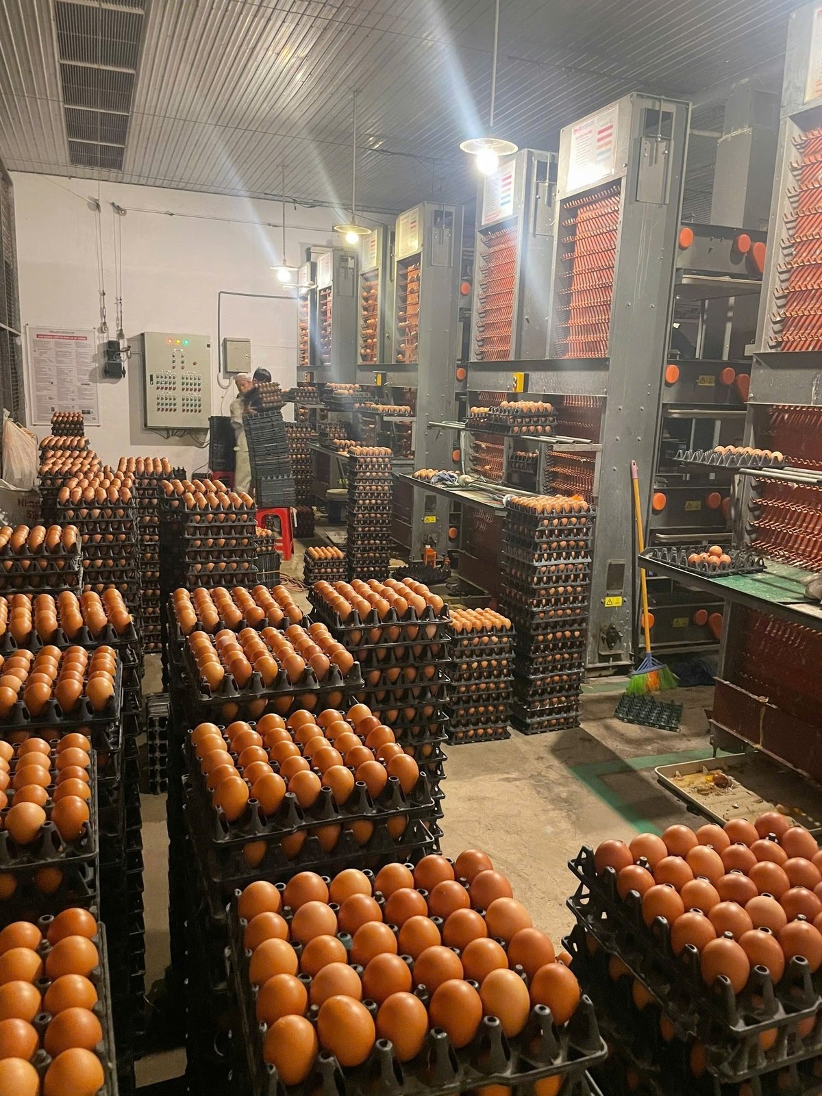 Hệ thống thu trứng tự động của Delco Farm. Ảnh: Duy Cương.