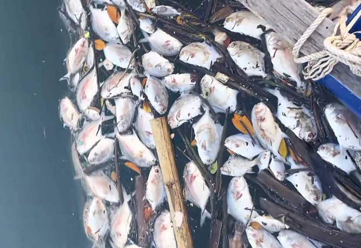 Cá chết nổi trắng mặt nước trong lồng nuôi của hộ dân ở Vân Đồn. Ảnh: Cường Vũ. Cá chết nổi trắng mặt nước trong lồng nuôi của hộ dân ở Vân Đồn. Ảnh: Cường Vũ.