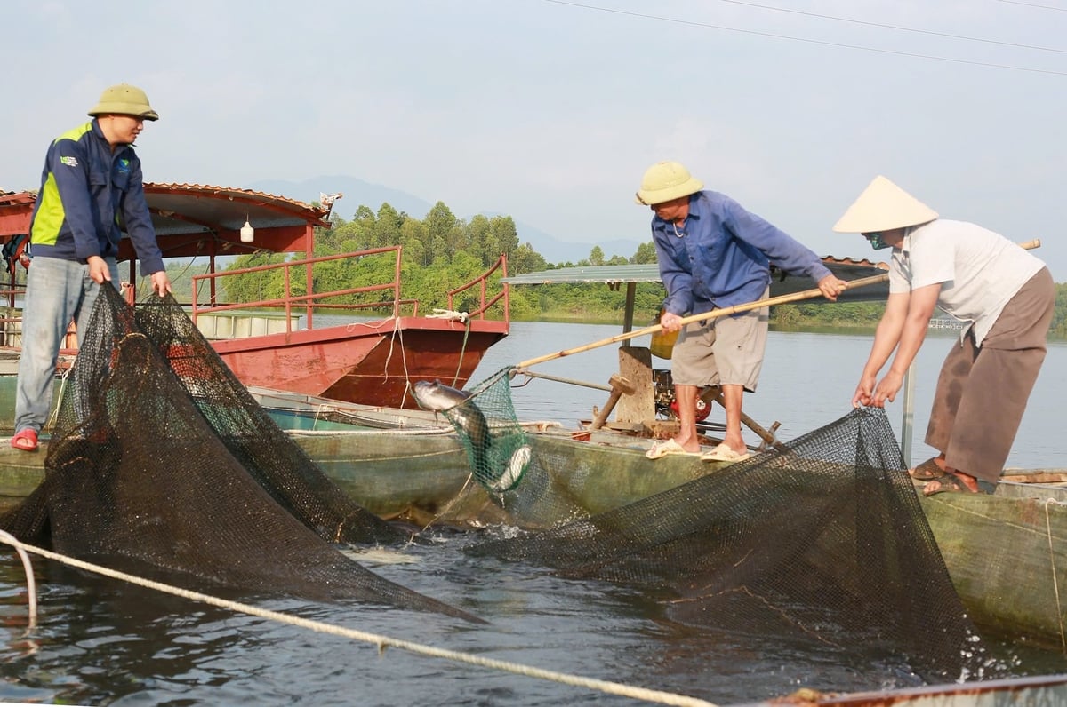 Xã Yên Bình đang hướng tới phát triển thủy sản theo chuỗi giá trị. Ảnh: Thanh Ngà. Xã Yên Bình đang hướng tới phát triển thủy sản theo chuỗi giá trị. Ảnh: Thanh Ngà.