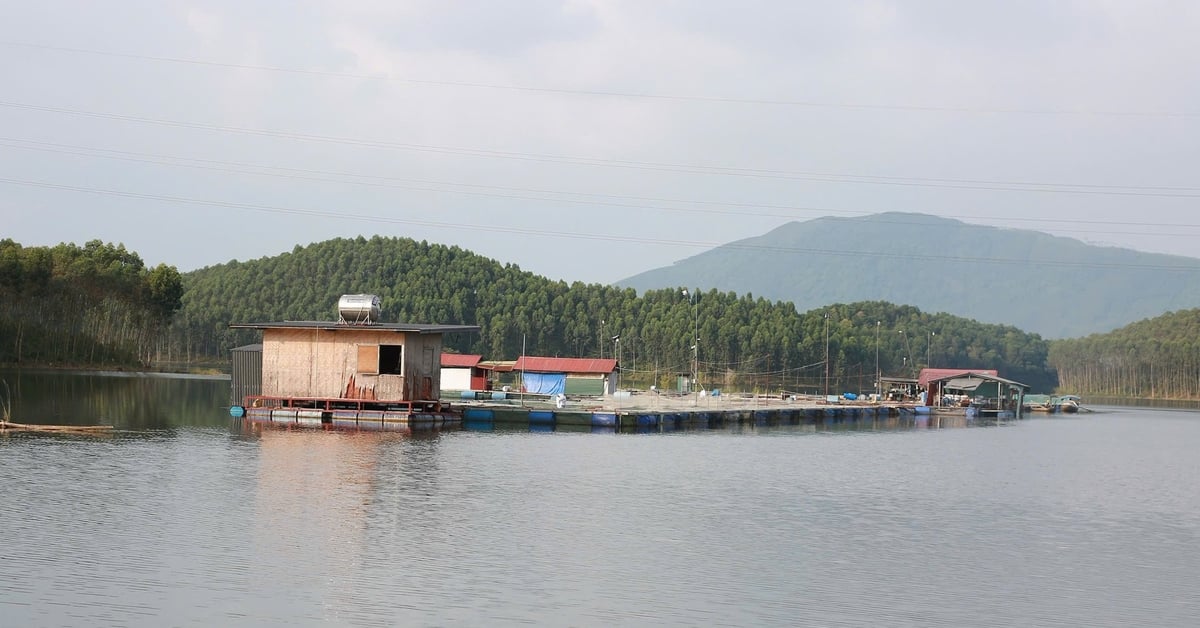 Một số hộ dân nuôi cá trên hồ Thác Bà đã liên kết với Tâm Đức để đảm bảo đầu ra ổn định. Ảnh: Thanh Ngà. Một số hộ dân nuôi cá trên hồ Thác Bà đã liên kết với Tâm Đức để đảm bảo đầu ra ổn định. Ảnh: Thanh Ngà.