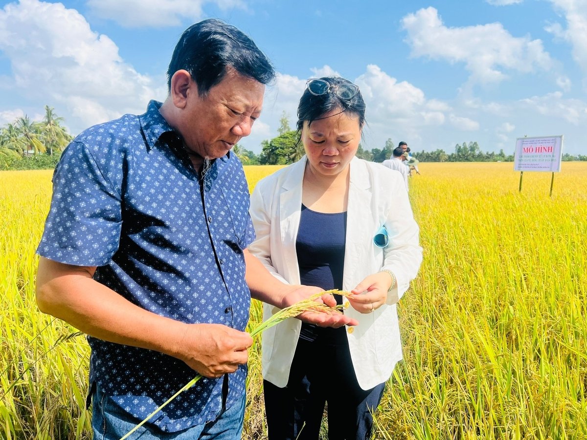 Ông Trần Văn Ngỗ (trái), Giám đốc HTX Thanh Sơn thăm mô hình sản xuất giống lúa BL9. Ảnh: Trọng Linh.