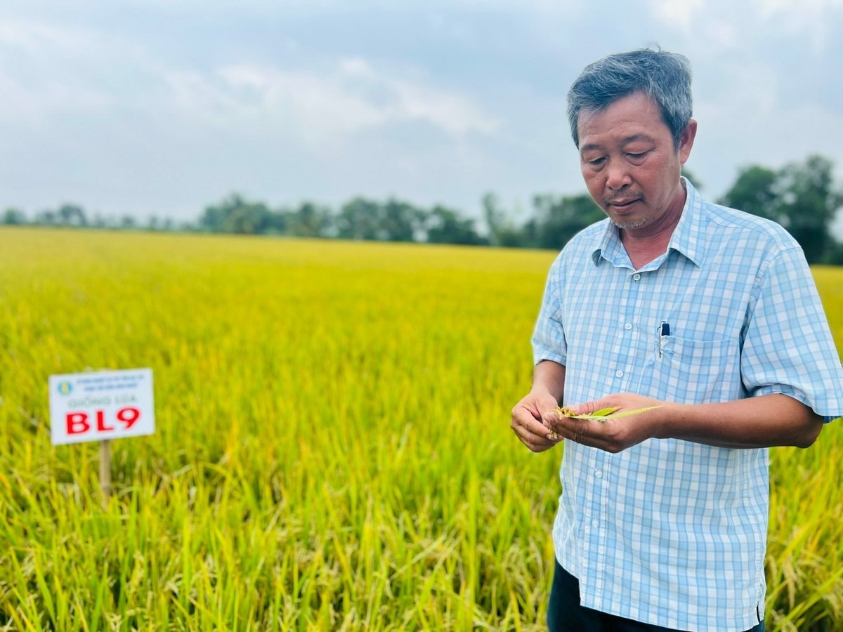 Ông Trần Vũ Phong (Trung tâm Giống nông nghiệp Cà Mau) chia sẻ đặc tính giống lúa BL9. Ảnh: Trọng Linh.