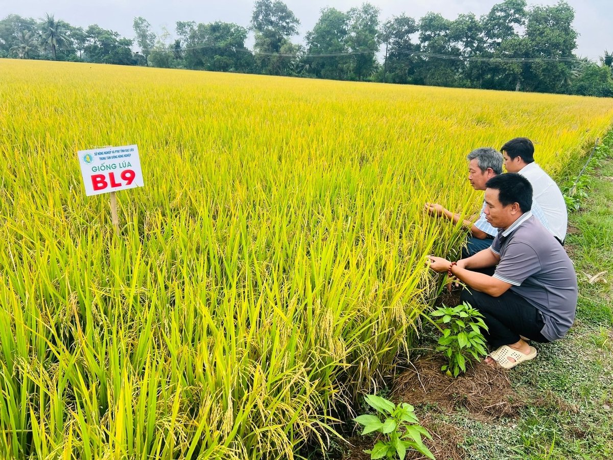 Giống lúa BL9 ra đời là bước ngoặt quan trọng, đánh dấu thành công mới của ngành nông nghiệp tỉnh Cà Mau. Ảnh: Trọng Linh.