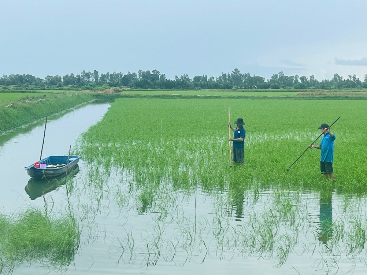 Tỉnh Cà Mau nhân rộng giống lúa BL9 trên đất nuôi tôm. Ảnh: Trọng Linh.