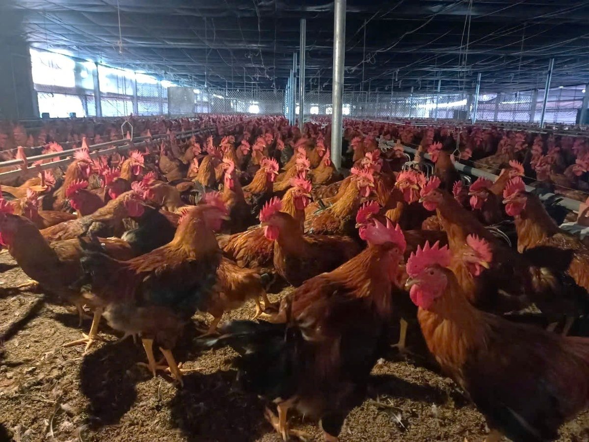 Doanh nghiệp cung cấp giống gà, thức ăn, bao tiêu sản phẩm đầu ra cho người dân. Ảnh: Trung Dũng. Doanh nghiệp cung cấp giống gà, thức ăn, bao tiêu sản phẩm đầu ra cho người dân. Ảnh: Trung Dũng.