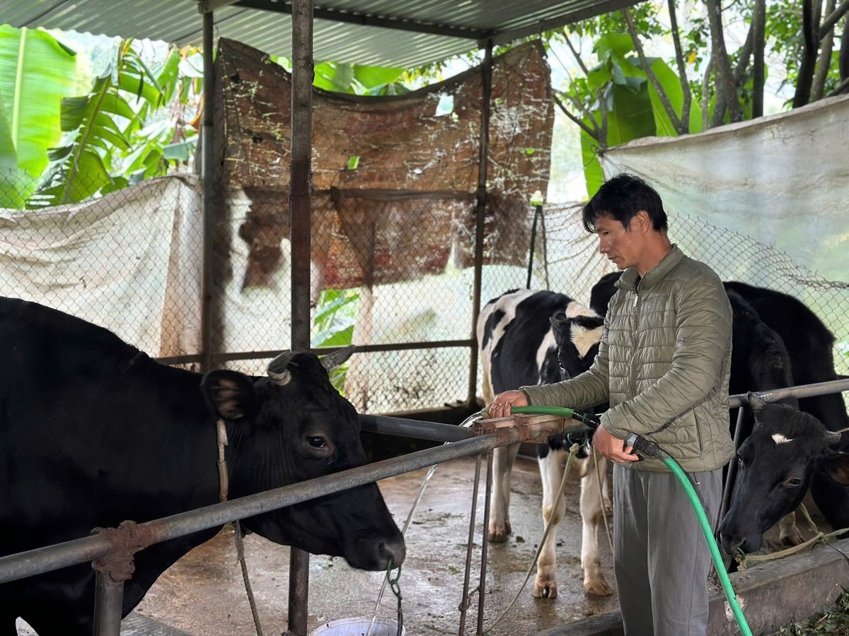 Mô hình chăn nuôi bò sữa đang mang lại nguồn thu ổn định cho nhiều hộ khác ở Ké Mới. Ảnh: Nguyễn Thủy.