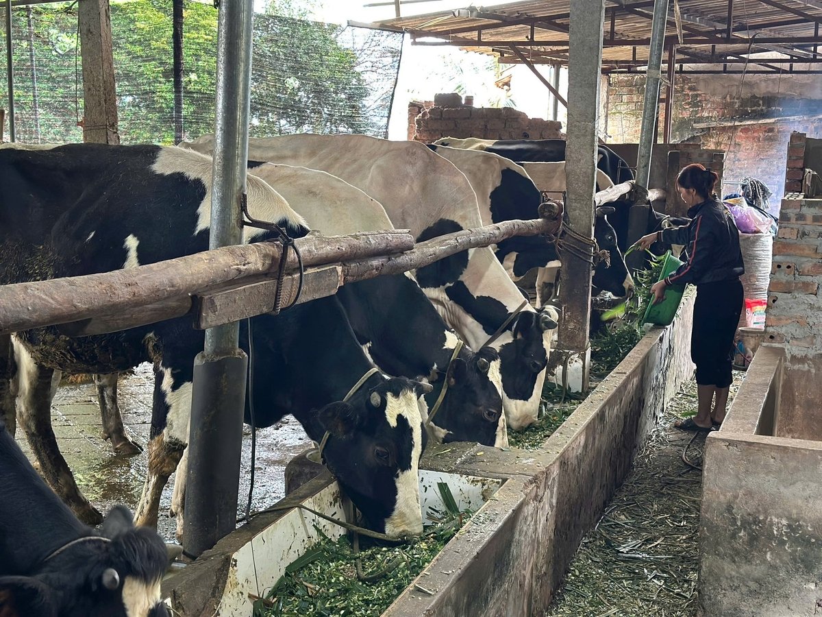 Mô hình chăn nuôi bò sữa tại Ké Mới nói riêng và Suối Hai nói chung đang chứng minh hiệu quả rõ rệt: thu nhập ổn định, sinh kế bền vững, môi trường được bảo đảm, kinh tế nông thôn khởi sắc. Ảnh: Trường Giang.