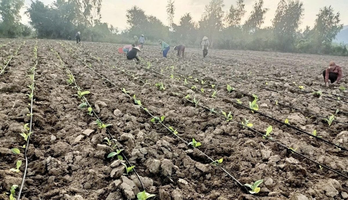 Người dân Ia Rsai ứng dụng công nghệ tưới tiết kiệm trên cây thuốc lá. Ảnh: Tuấn Anh.