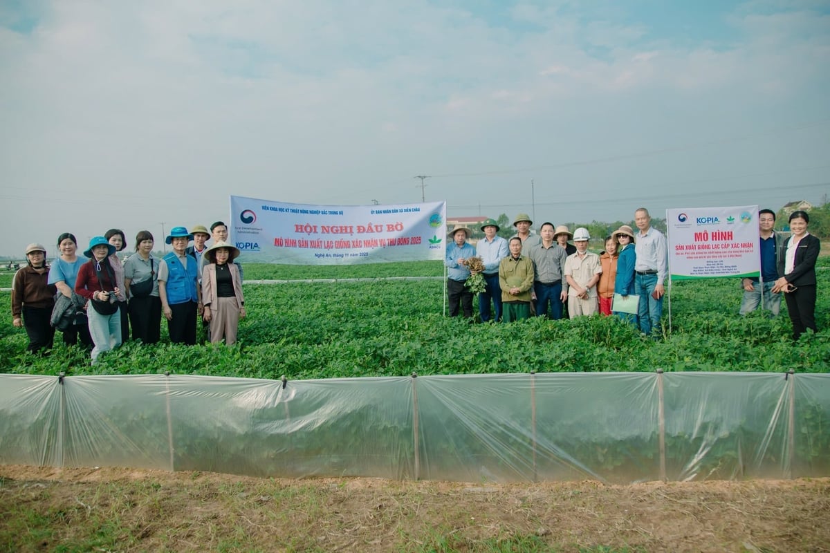 Kết quả mô hình thuộc dự án cho thấy hiệu quả của các giống lạc chất lượng cao cũng như quy trình sản xuất đồng bộ. Ảnh: Ngọc Linh.