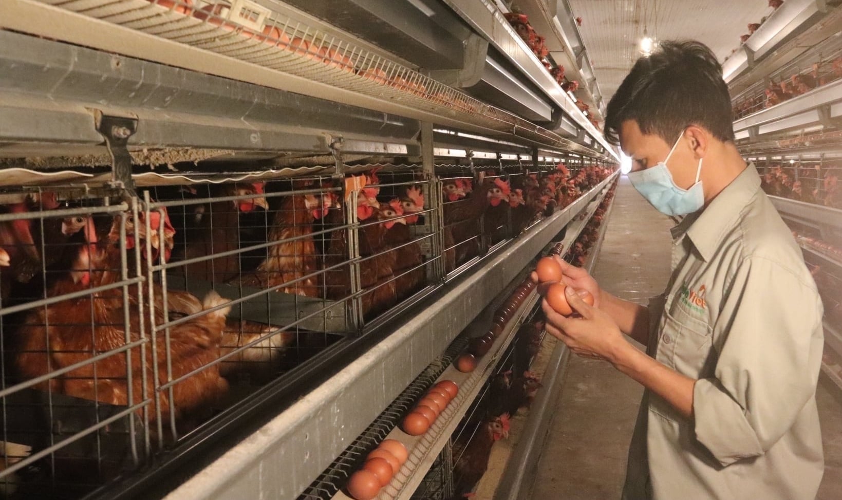 Tỉnh Lâm Đồng sẽ duy trì cơ sở chăn nuôi an toàn dịch bệnh. Ảnh: KS.