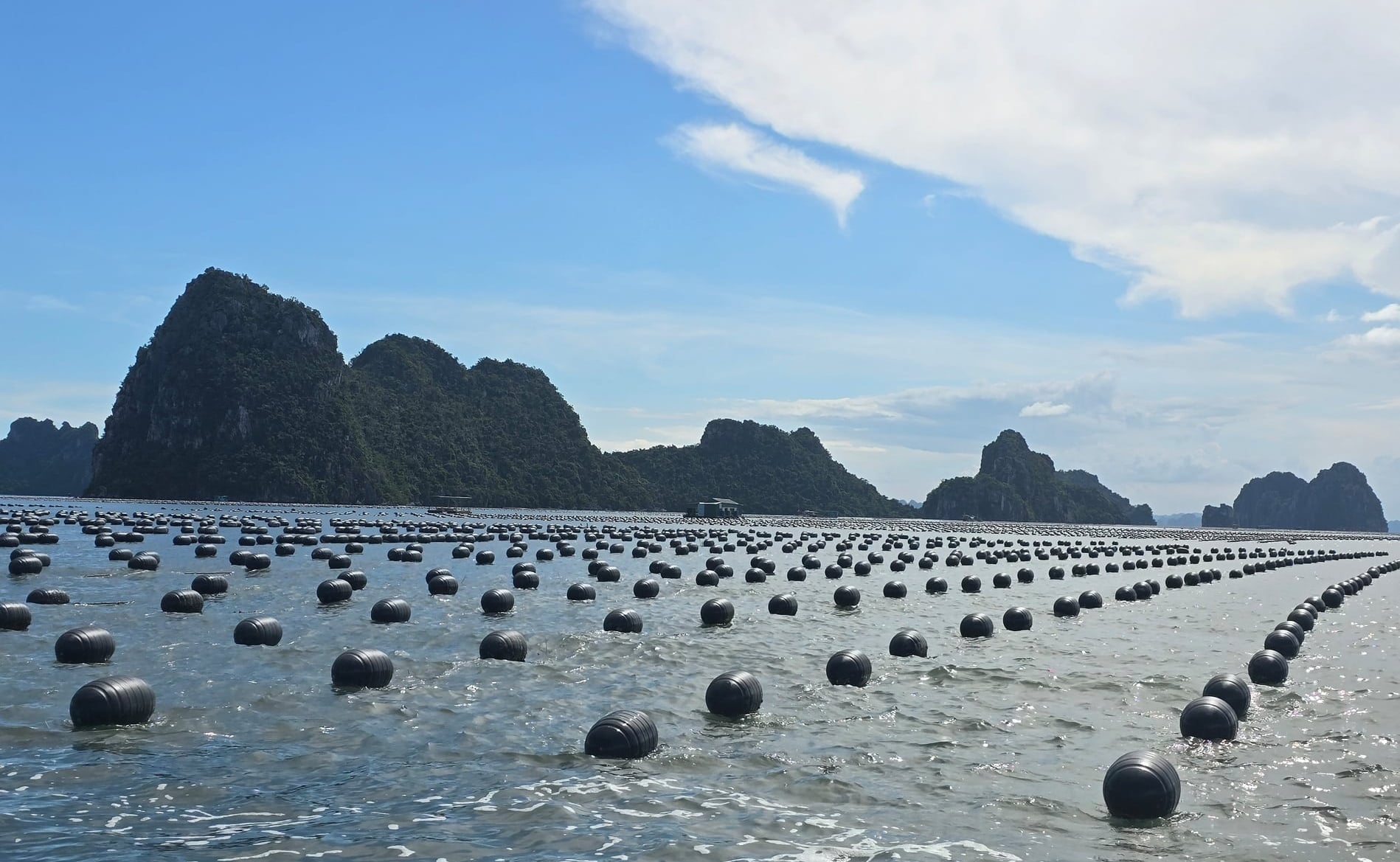 Tỉnh Quảng Ninh ưu tiên quỹ mặt nước cho những hộ dân trực tiếp sinh sống bằng nghề nuôi trồng thủy sản. Ảnh: Cường Vũ. 