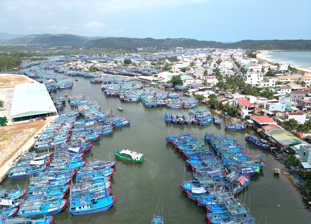 Gia Lai quyết tâm xây dựng Cảng cá Tam Quan thành trung tâm logistics thủy sản, trung tâm đấu giá và sàn giao dịch cá ngừ, đi đầu trong chuyển đổi số. Ảnh: V.Đ.T.