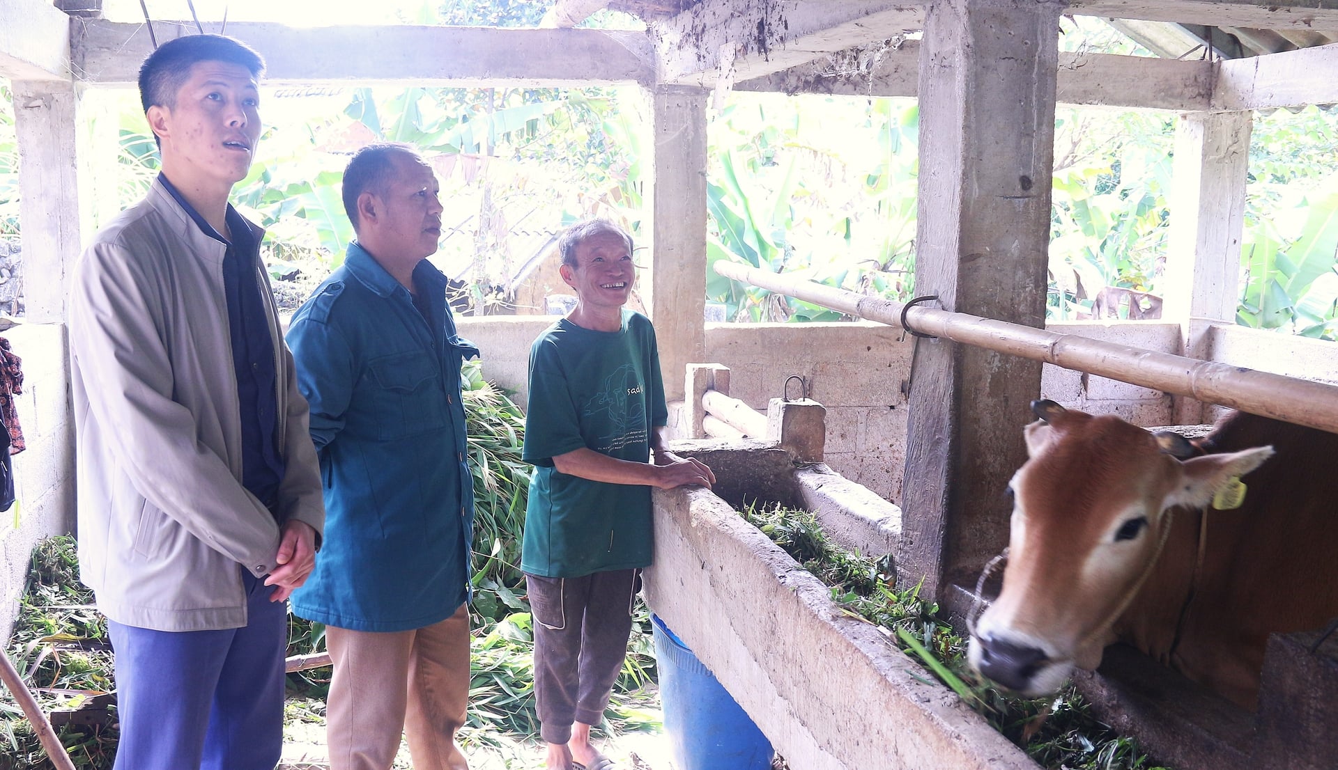Chuồng bò kiên cố của gia đình ông Vừ Mí Xá (phải). Ảnh: Phương Linh.