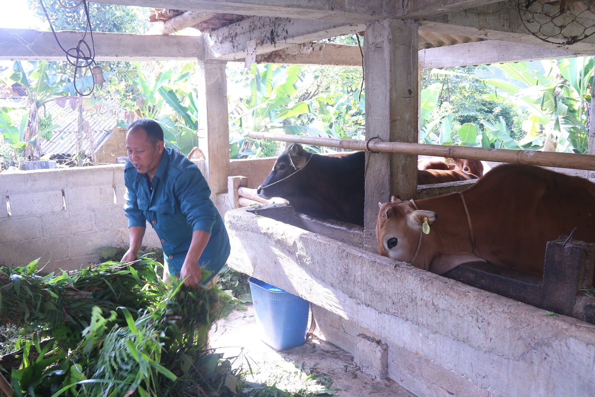 Người dân dự trữ thức ăn cho đàn bò ngay từ khi trời chưa trở lạnh. Ảnh: Phương Linh.