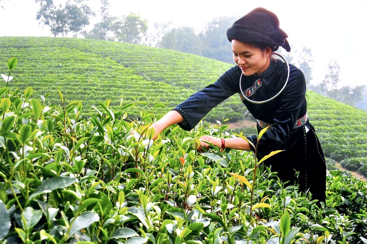Thu hoạch chè tại xã Tân Cương, tỉnh Thái Nguyên. Ảnh: Phương Loan.