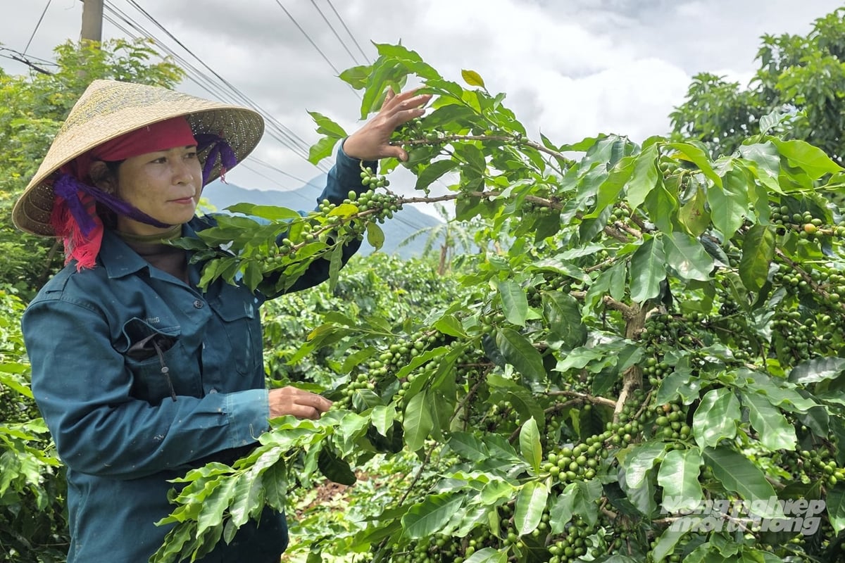 Trồng cà phê nông lâm kết hợp đang là xu thế tại các xã phía Tây Nam tỉnh Quảng Trị. Ảnh: Võ Dũng.