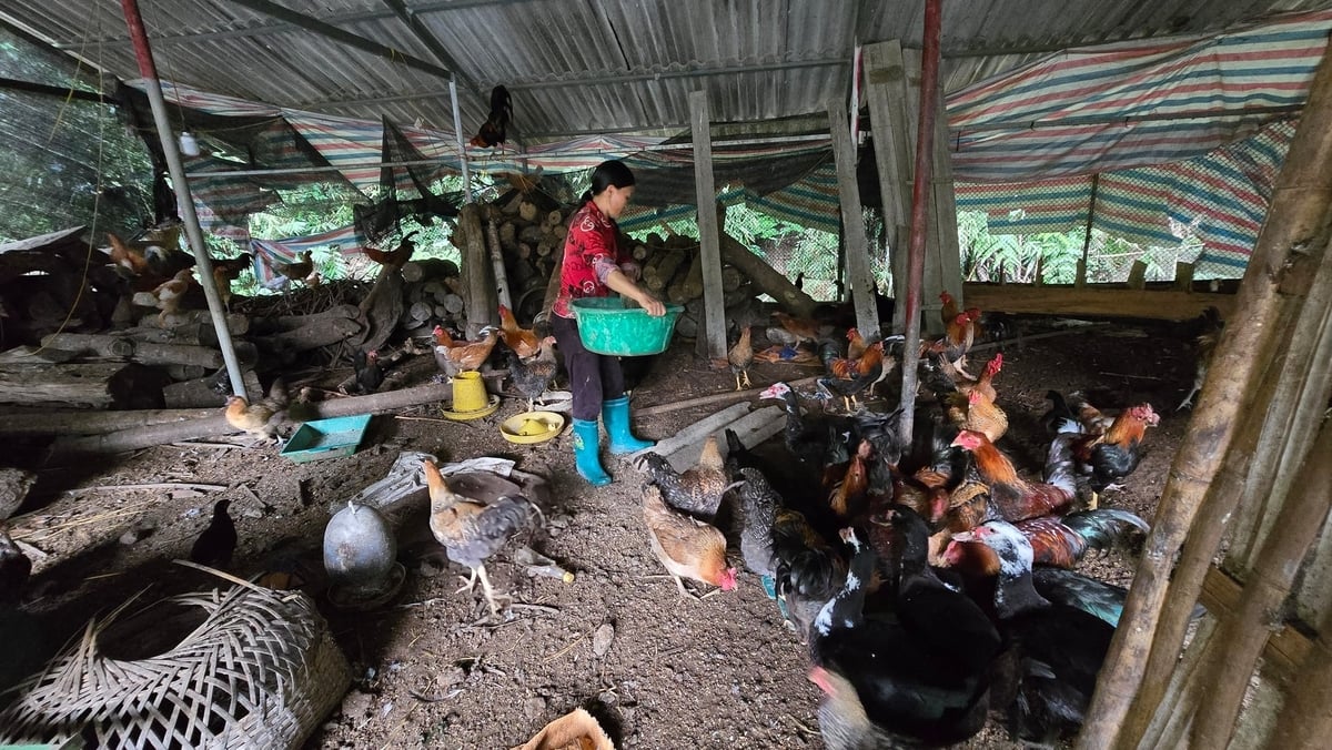 Đàn gà trống thiến của gia đình chị Khé chuẩn bị bán Tết. Ảnh: K.Trung.