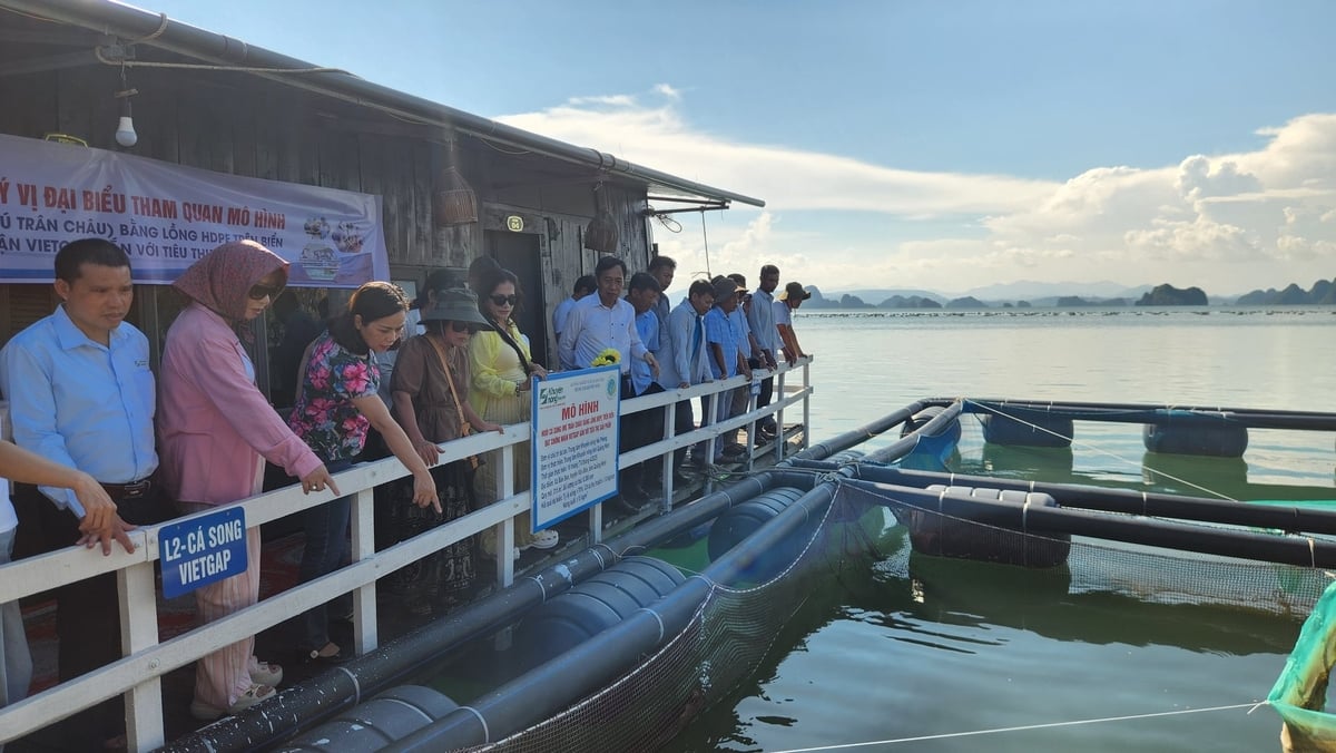 Mô hình nuôi cá song bằng lồng HDPE được triển khai trên vùng biển Đặc khu Vân Đồn, Quảng Ninh. Ảnh: Nguyễn Thành.