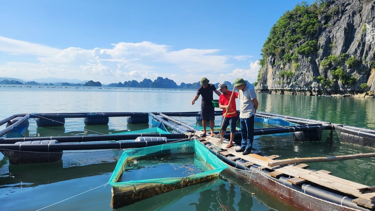 Quảng Ninh định hướng phát triển nuôi biển hiện đại, bền vững gắn với bảo vệ môi trường. Ảnh: Nguyễn Thành.