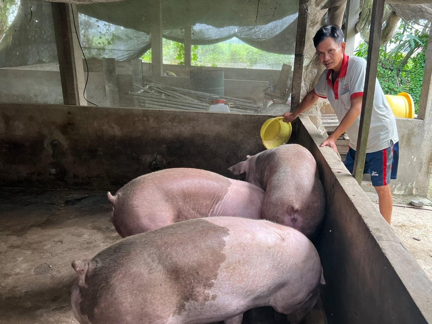 Người chăn nuôi từng bước tiếp cận phương thức chăn nuôi an toàn, hiệu quả hơn. Ảnh: Trọng Linh.