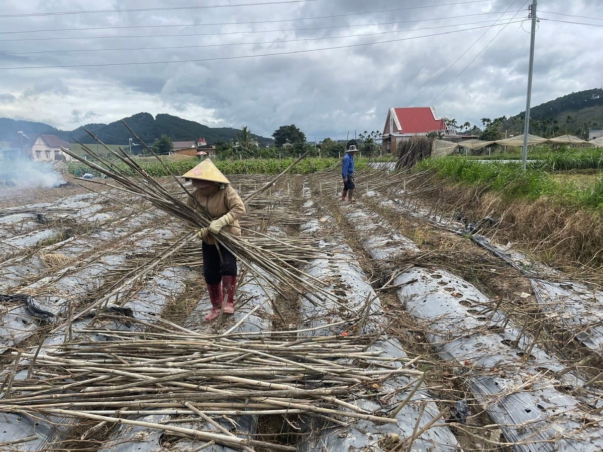 Người dân thu dọn ruộng bị thiệt hại do lũ để chuẩn bị làm đất xuống giống vụ mới. Ảnh: Phạm Hoài.