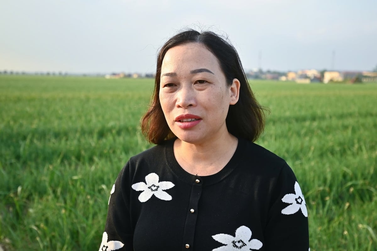 Bà Lương Thị Kiểm cho biết, thị trường tiêu thụ nông sản vụ đông Hải Phòng hiện vẫn phụ thuộc nhiều vào thương lái. Ảnh: Tùng Đinh.