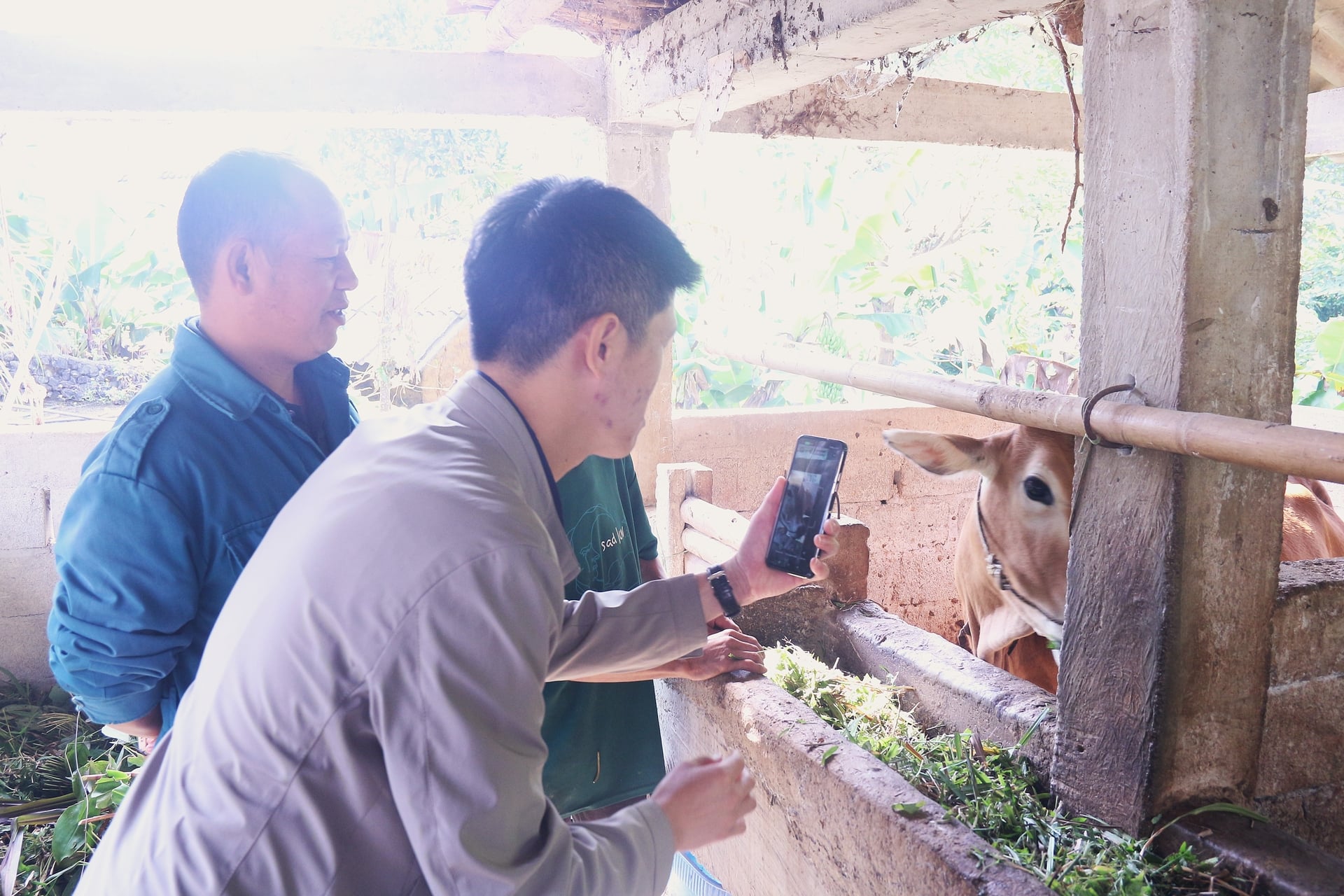 Cán bộ xã kiểm tra sức khỏe đàn bò và hướng dẫn người dân những biện phám chống đói rét cho đàn gia súc. Ảnh: Phương Linh.