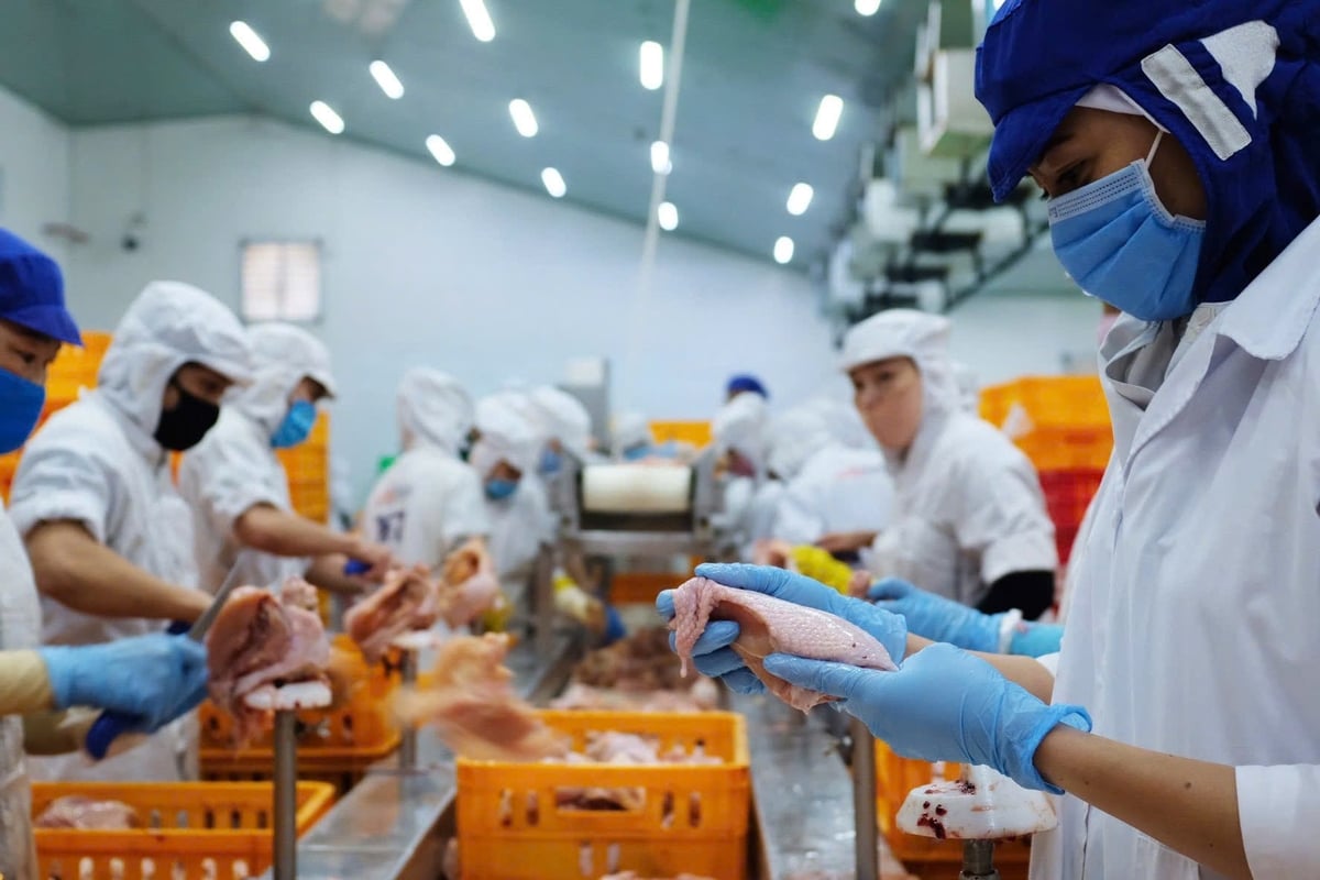 San Hà tăng tốc sản xuất phục vụ thị trường Tết Bính Ngọ 2026. Ảnh: T.T.