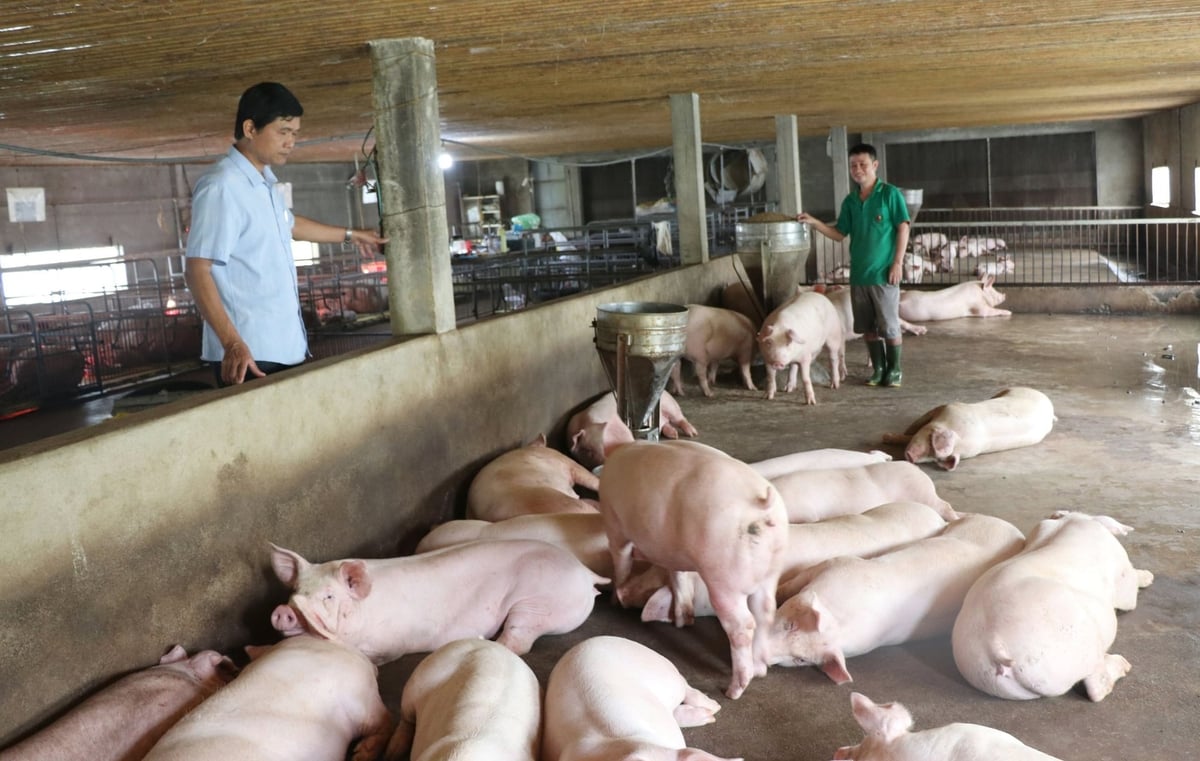 Giảm dần quy mô nông hộ, nhỏ lẻ, tăng nhanh trang trại nuôi tập trung là đường đi của tỉnh Nghệ An. Ảnh: Việt Khánh.