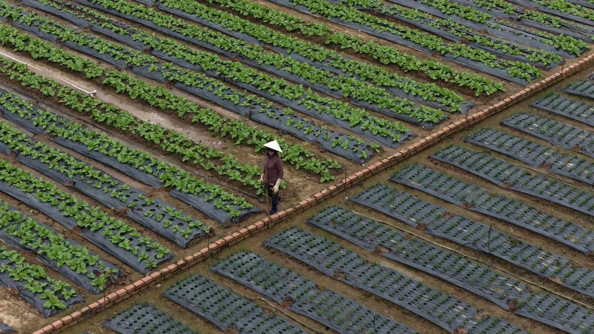 Gần 1 tháng sau lũ, người dân ở nhiều xã của Lâm Đồng đã từng bước gieo trồng để ươm lại mầm xanh. Ảnh: Phạm Hoài.