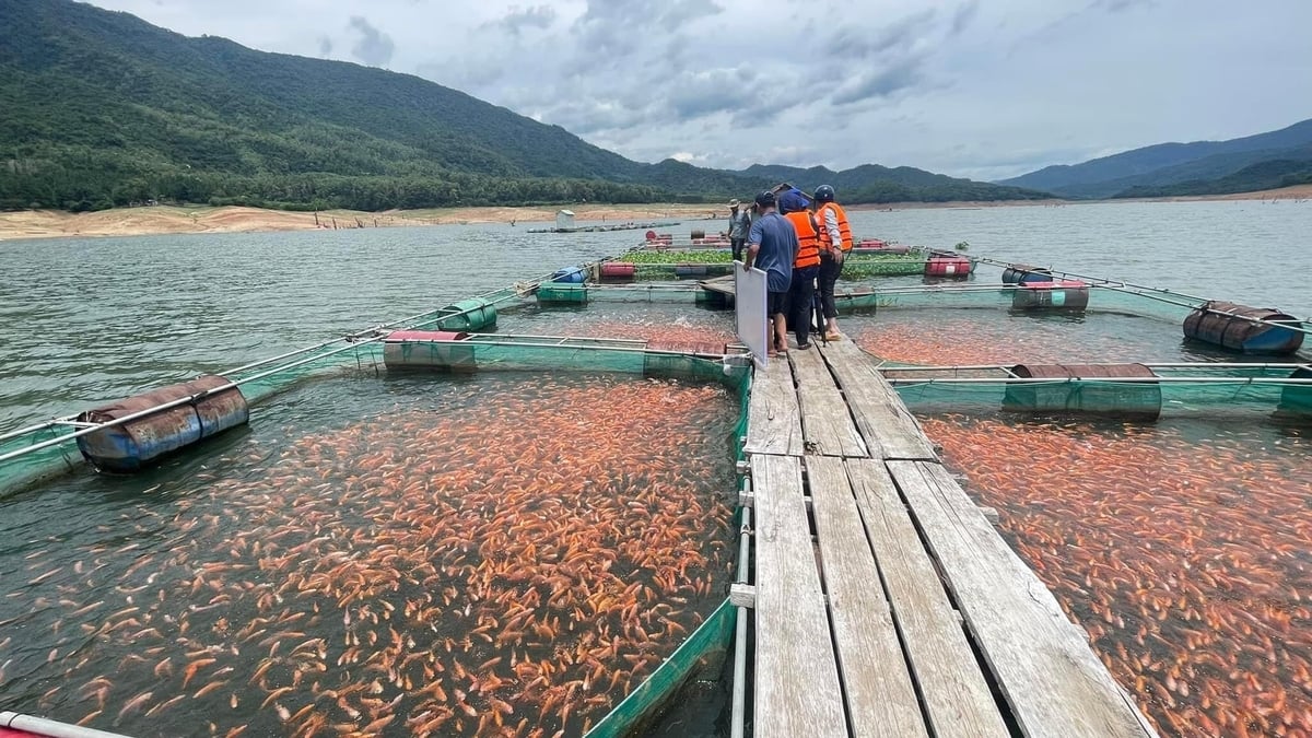 Hồ Định Bình nằm ở thượng nguồn nên cá điêu hồng nuôi trong lòng hồ không bị hôi mùi rong. Ảnh: V.Đ.T.