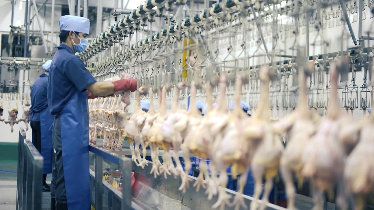 Doanh nghiệp ngành chăn nuôi đã chủ động nguồn cung, sẵn sàng đáp ứng thị trường Tết Bính Ngọ. Ảnh: T.T.