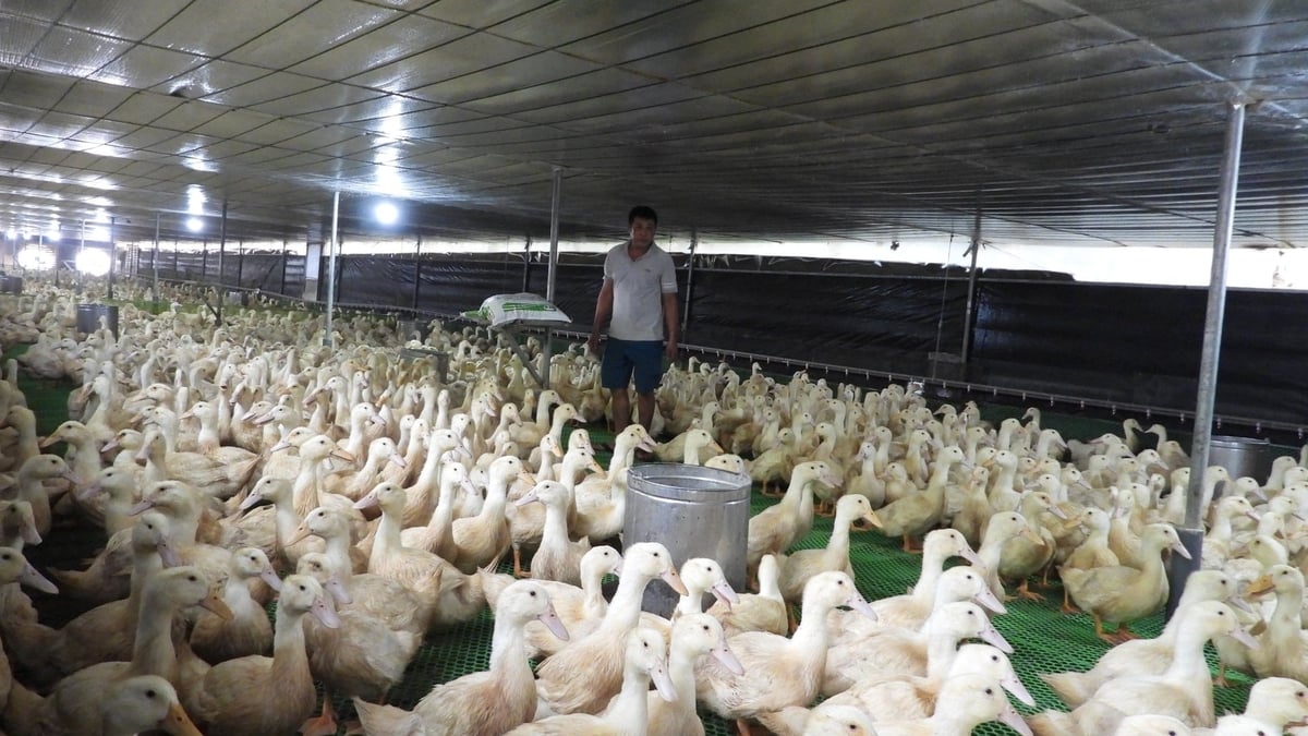 Mô hình nuôi vịt trên sàn lưới giúp đàn vịt phát triển đồng đều, hạn chế nguy cơ phát sinh dịch bệnh. Ảnh: Trần Phi.