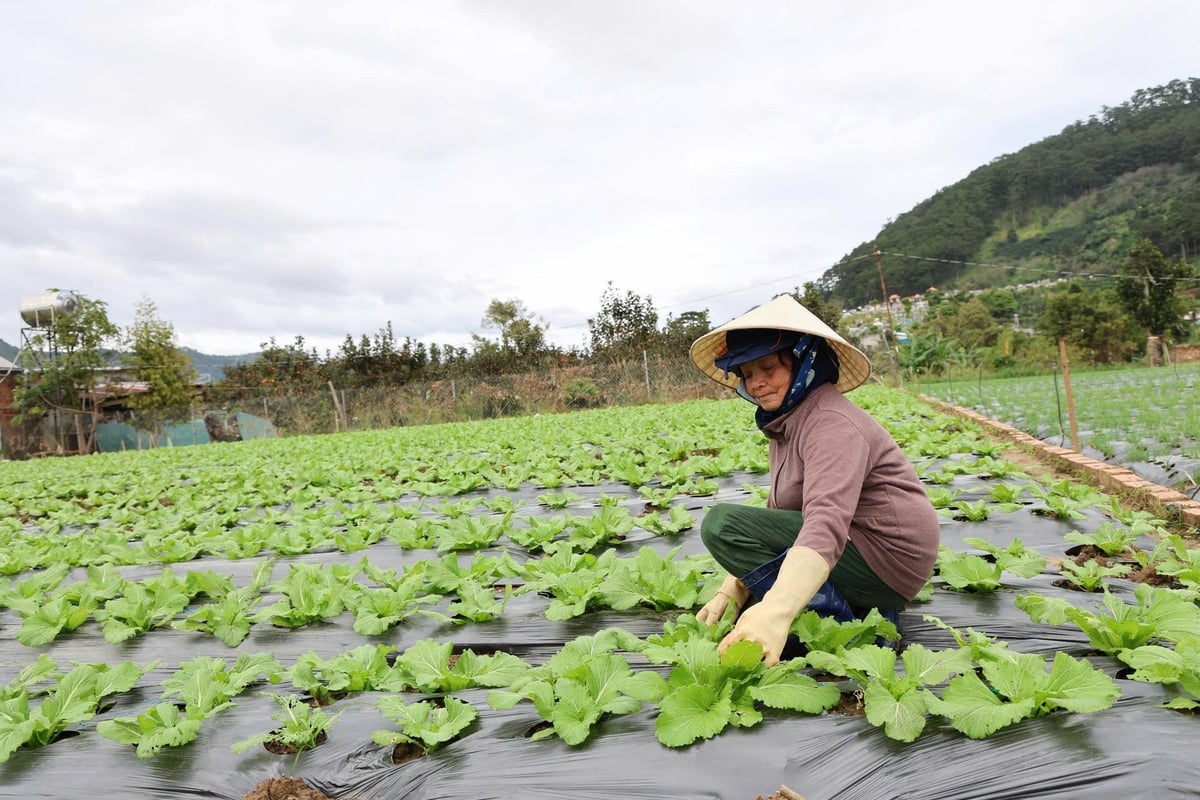Bà Nguyễn Thị Hoa ở xã Ka Đô đang chăm sóc vườn cải của gia đình được trồng sau trận lũ lịch sử: Ảnh: Phạm Hoài.