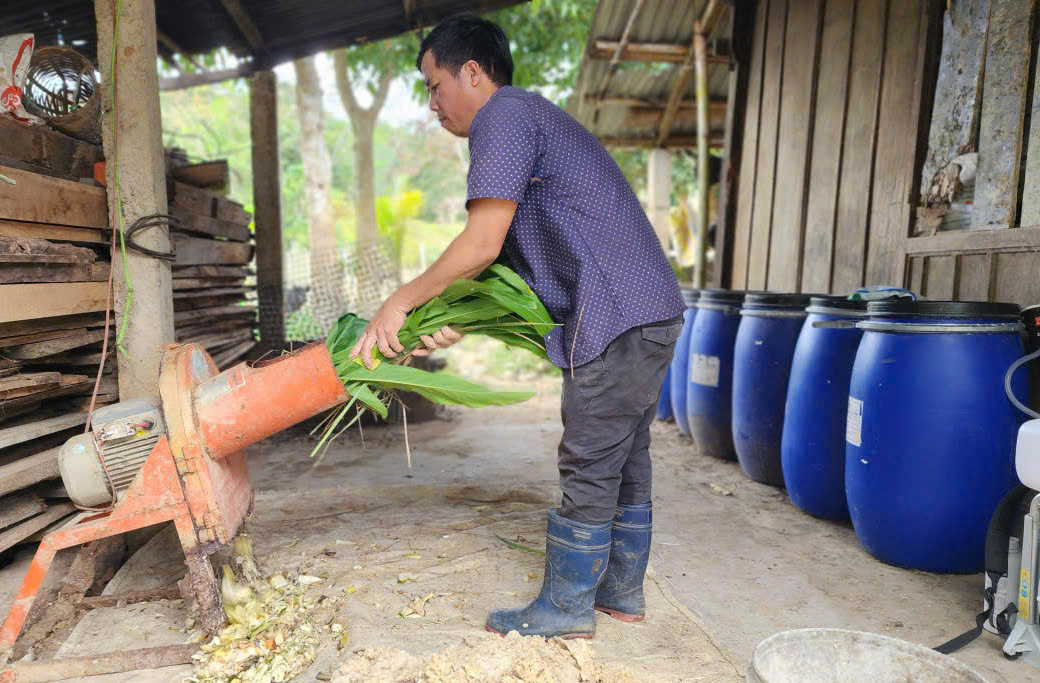 Bà con tận dụng phụ phẩm nông nghiệp, các loại cây trồng để làm thức ăn chăn nuôi lợn Vân Pa. Ảnh: N. Lan.