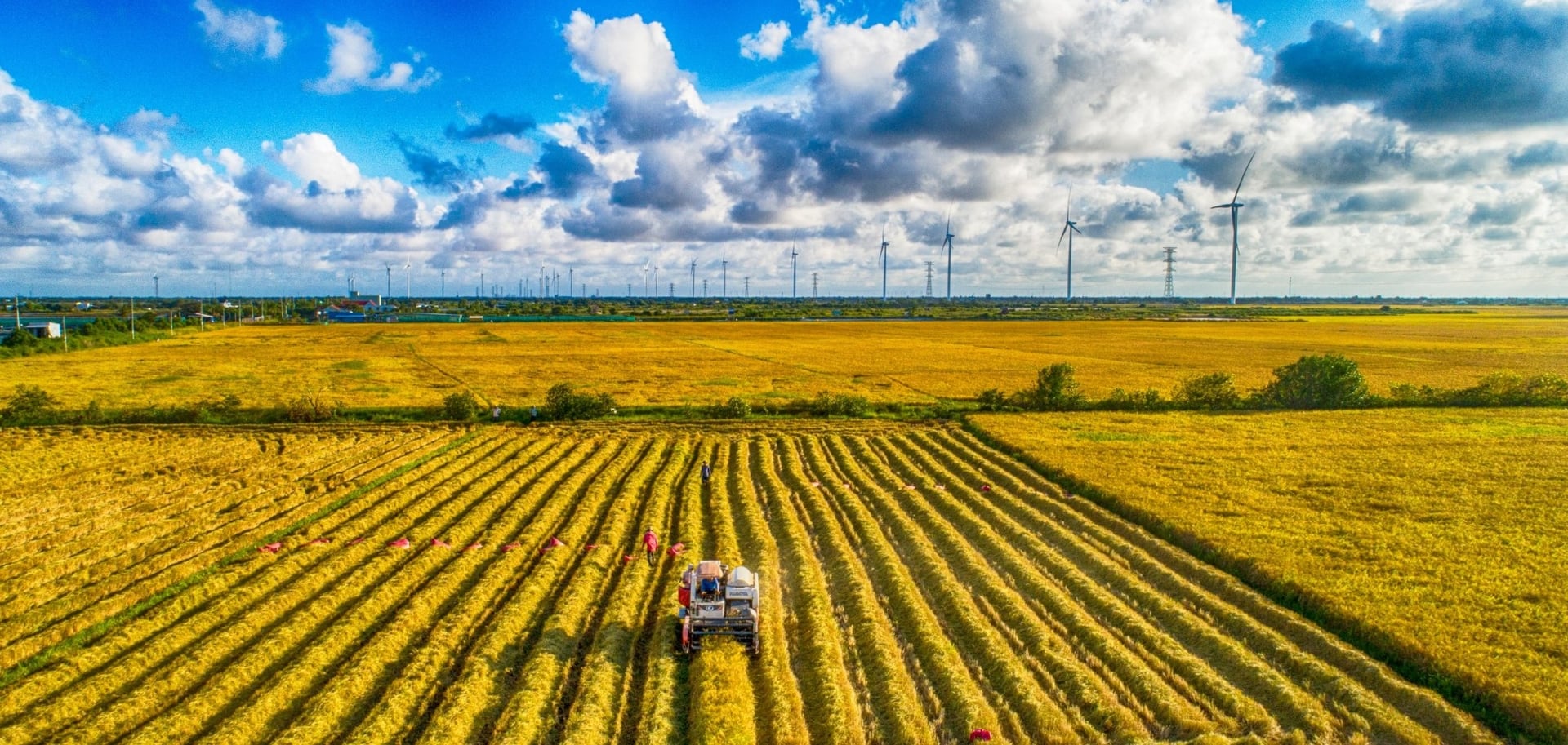 Canh tác lúa theo hướng phát thải thấp đang từng bước chuyển từ chủ trương thành hành động, cụ thể trên đồng ruộng. Ảnh: Hồng Thắm. Canh tác lúa theo hướng phát thải thấp đang từng bước chuyển từ chủ trương thành hành động, cụ thể trên đồng ruộng. Ảnh: Hồng Thắm.