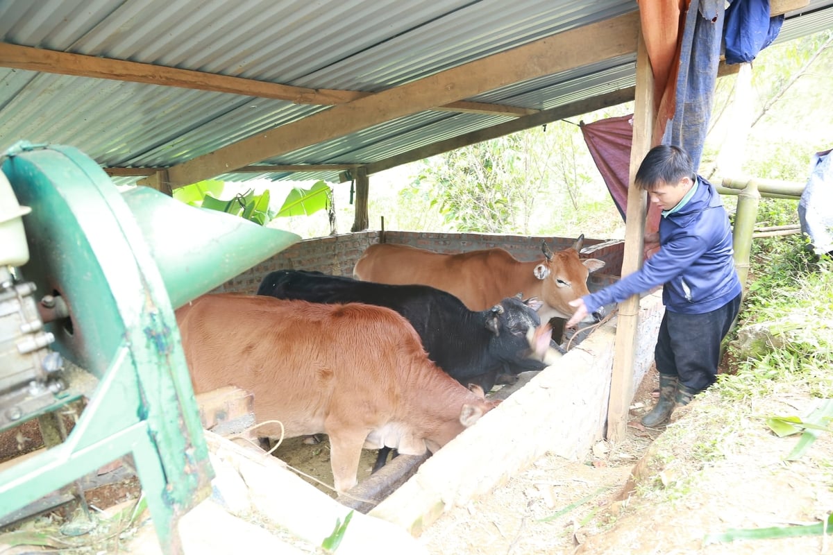 Người dân chủ động che chắn chuồng trại, chuẩn bị đầy đủ nguồn thức ăn chống rét cho đàn vật nuôi trong mùa đông. Ảnh: Thanh Ngà.