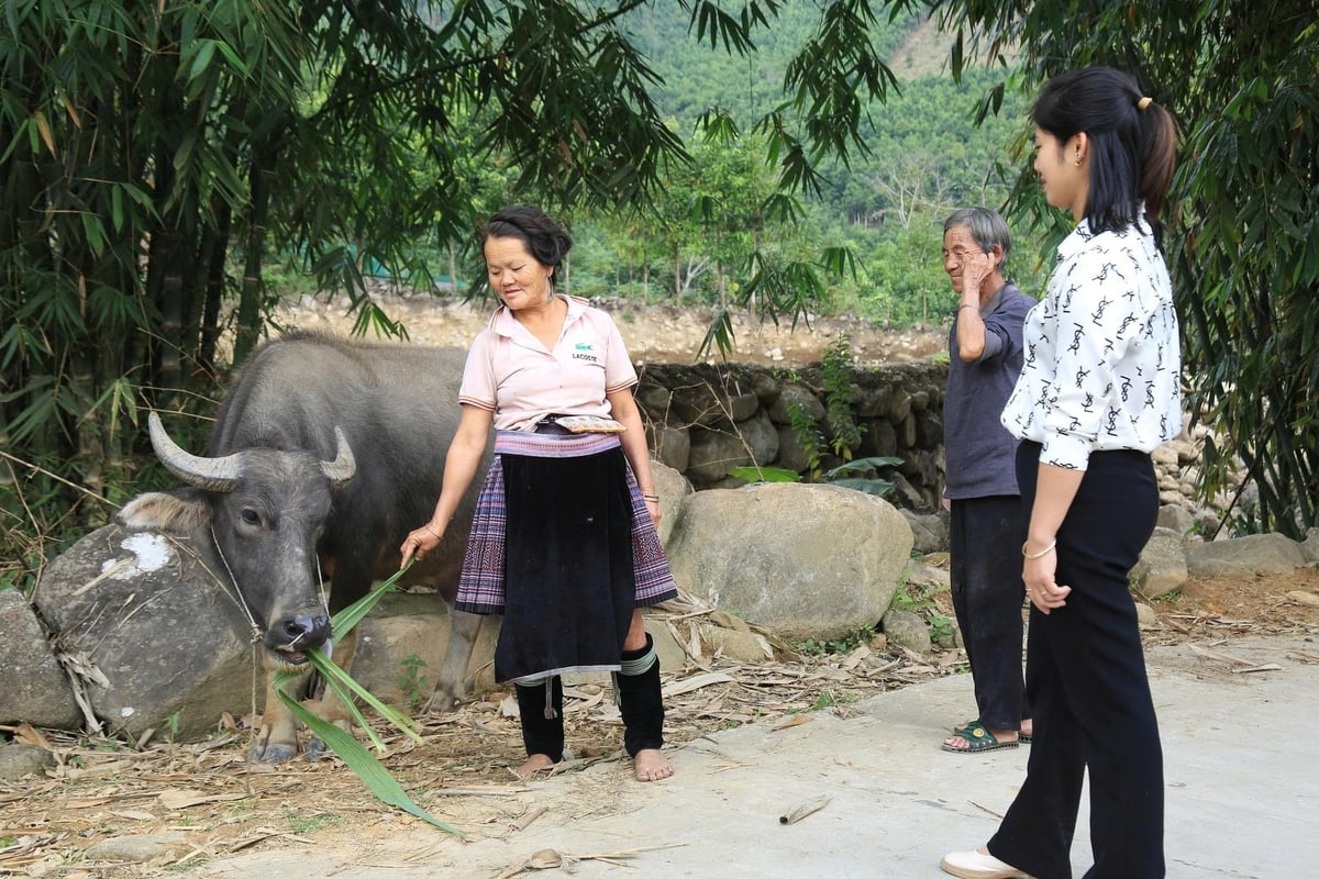 Hàng chục hộ nghèo ở Phong Dụ Thượng phấn khởi với những con trâu giống được Nhà nước hỗ trợ. Ảnh: Thanh Tiến.