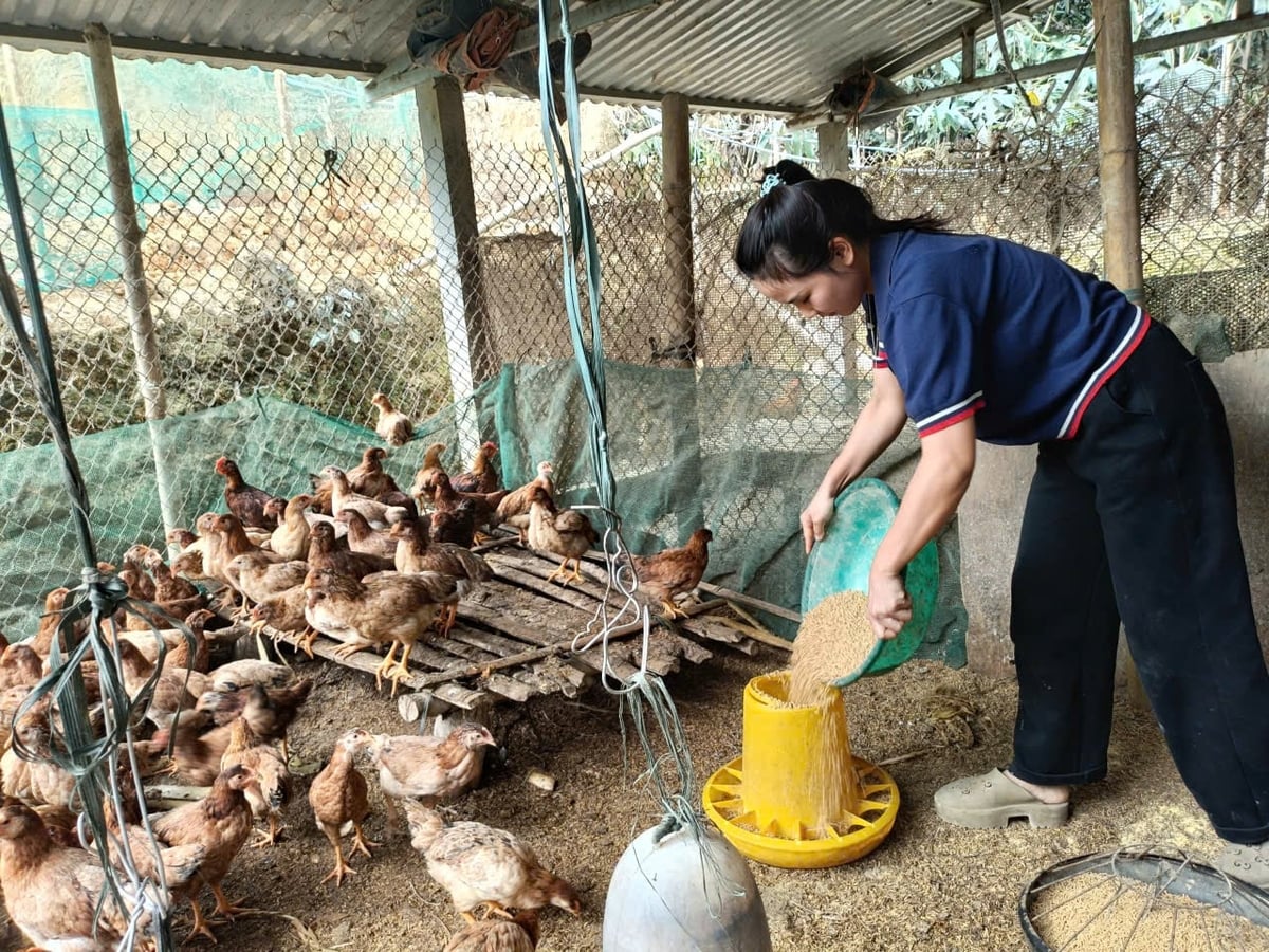 Giá trị hỗ trợ không lớn nhưng đã tạo động lực để người dân phát triển chăn nuôi, tăng thêm thu nhập. Ảnh: Thanh Tiến.