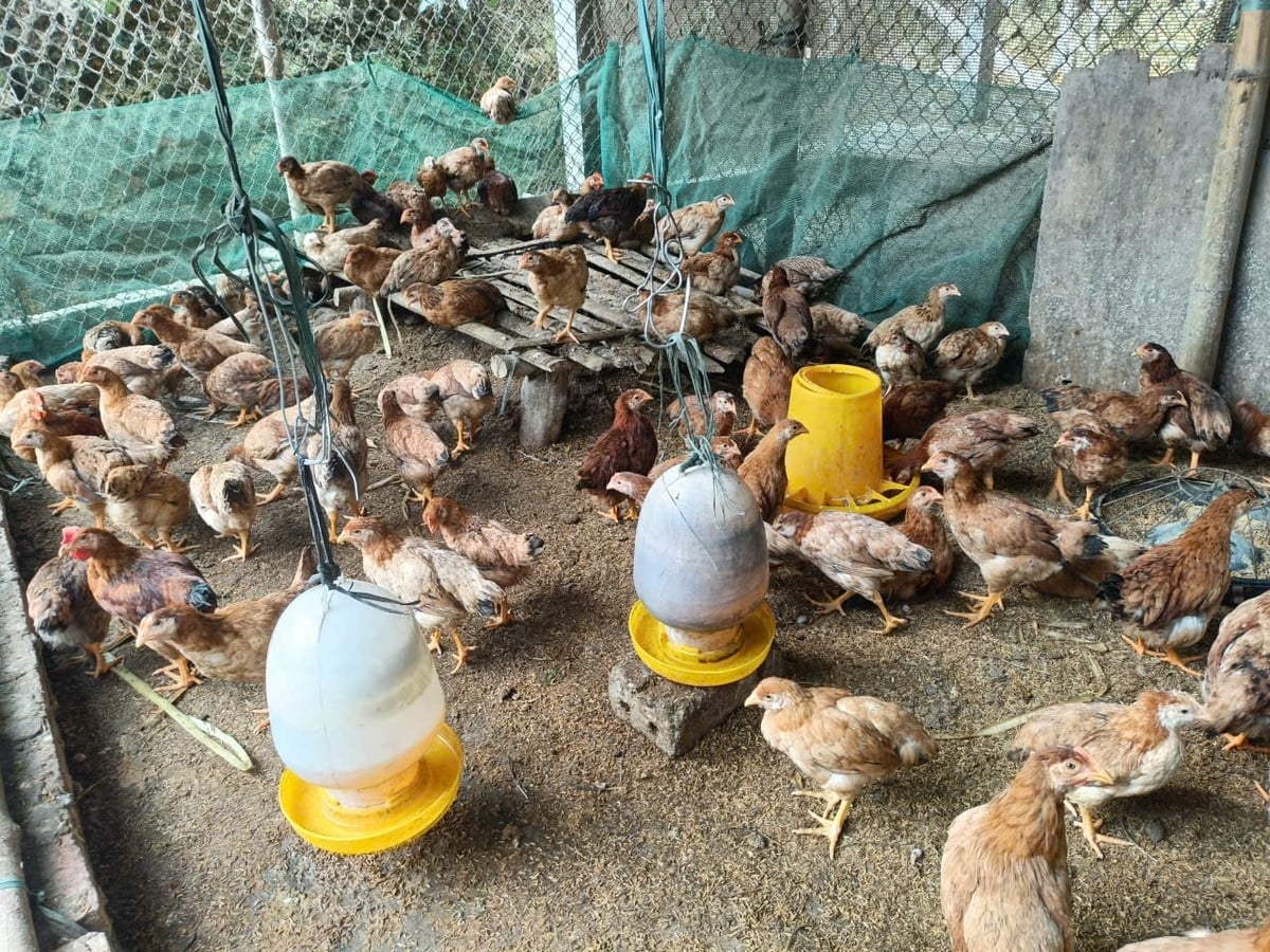 Hơn 200 hộ dân ở xã Mậu A được hỗ trợ gà giống và thức ăn chăn nuôi. Ảnh: Thanh Tiến.