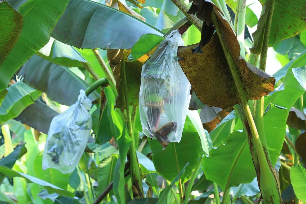 Những buồng chuối được người dân bọc túi nilon để chống sâu bệnh. Ảnh: Thanh Tiến.